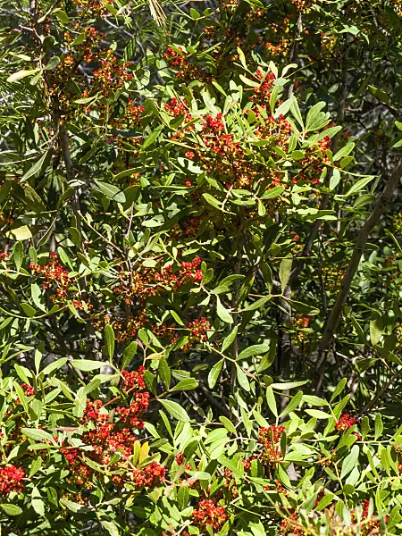 424102 - Mastic tree (Pistacia lentiscus)