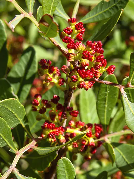 424103 - Mastic tree (Pistacia lentiscus)
