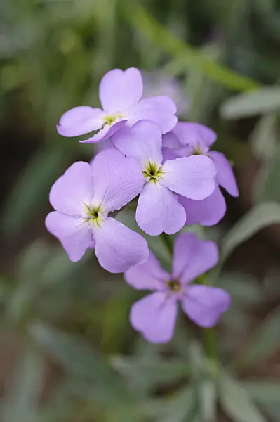 482062 - Matthiola maderensis