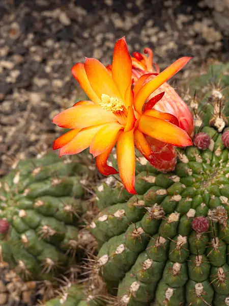 448100 - Matucana pallarensis