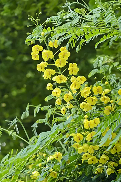 533239 - Mauritius thorn (Caesalpinia decapetala syn. Caesalpinia japonica)