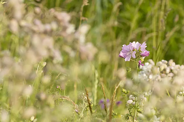 509088 - Mauve musquée (Malva moschata)