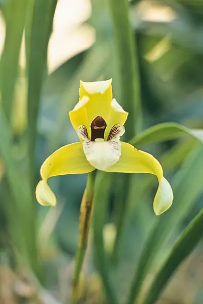 362005 - Maxillaria chrysantha