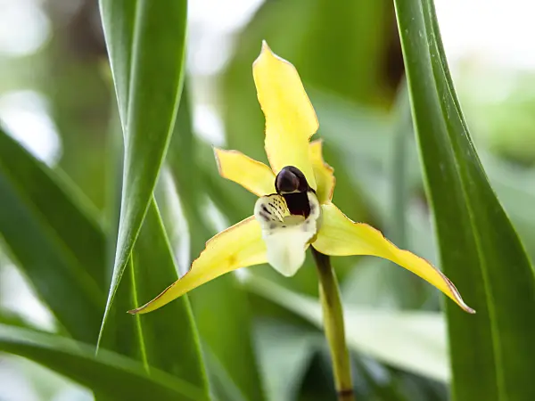 435007 - Maxillaria chrysantha