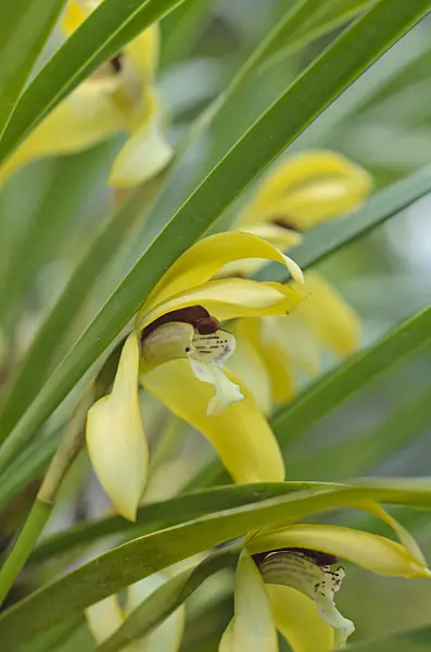 493049 - Maxillaria chrysantha