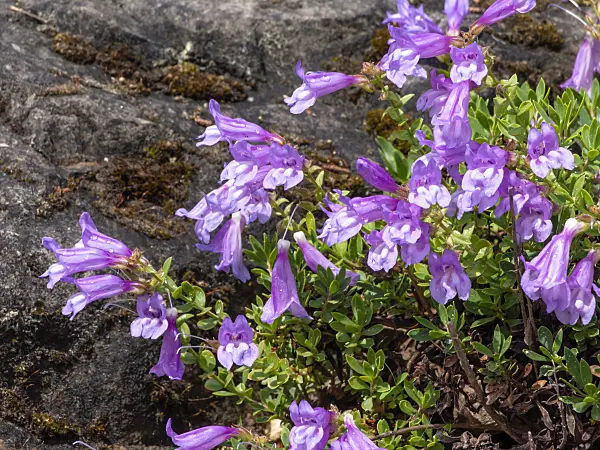 437407 - Meadow beard tongue (Penstemon rydbergii)