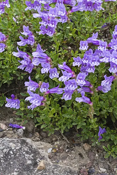 556131 - Meadow beard tongue (Penstemon rydbergii)