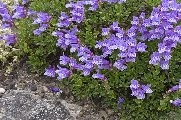 556132 - Meadow beard tongue (Penstemon rydbergii)