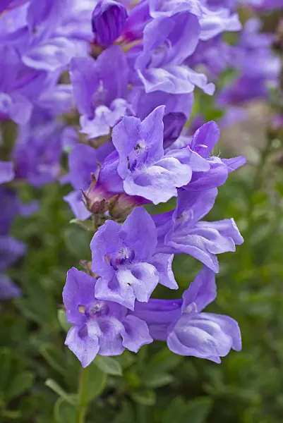 556133 - Meadow beard tongue (Penstemon rydbergii)