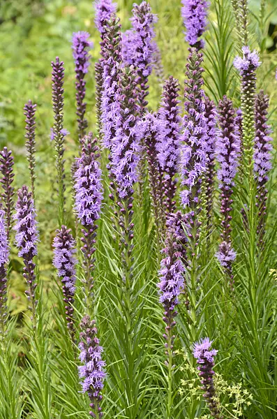 498181 - Meadow blazing star (Liatris ligulistylis)