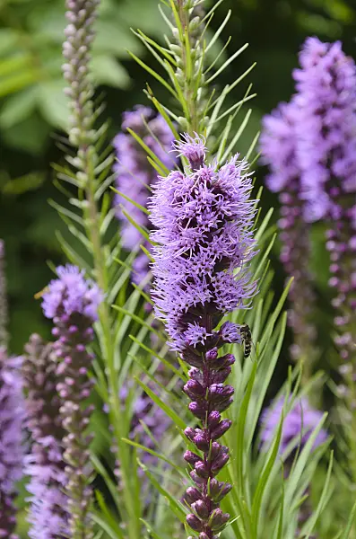 498182 - Meadow blazing star (Liatris ligulistylis)