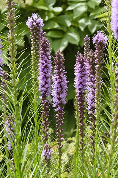 498183 - Meadow blazing star (Liatris ligulistylis)
