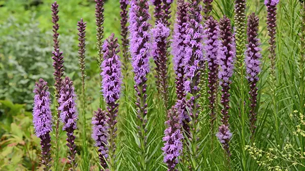 498210 - Meadow blazing star (Liatris ligulistylis)