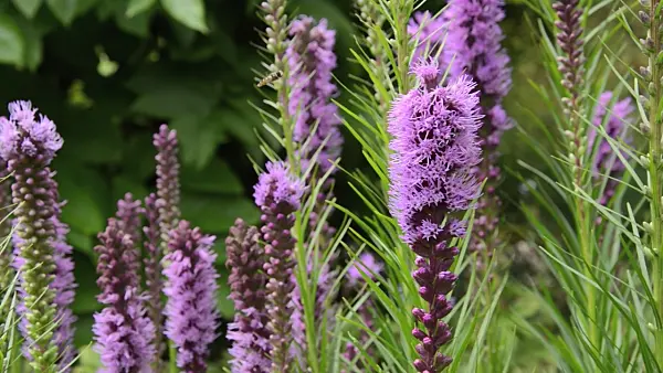 498211 - Meadow blazing star (Liatris ligulistylis)