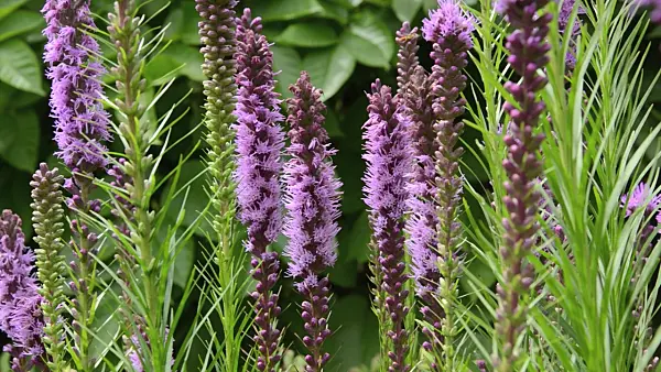 498212 - Meadow blazing star (Liatris ligulistylis)
