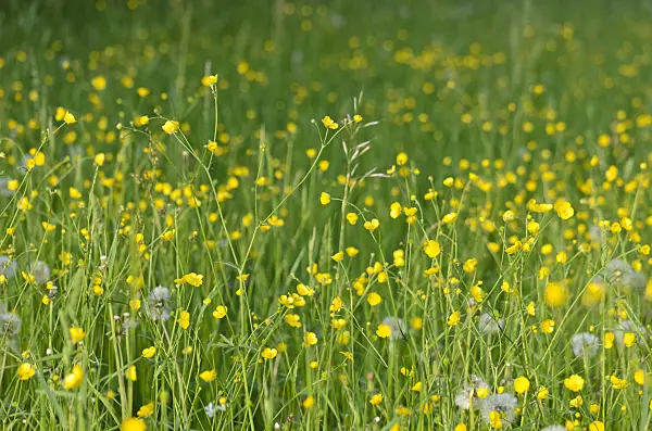520314 - Meadow buttercup (Ranunculus acris)