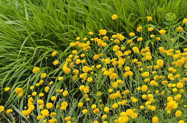 496230 - Meadow buttercup (Ranunculus acris 'Multiplex')