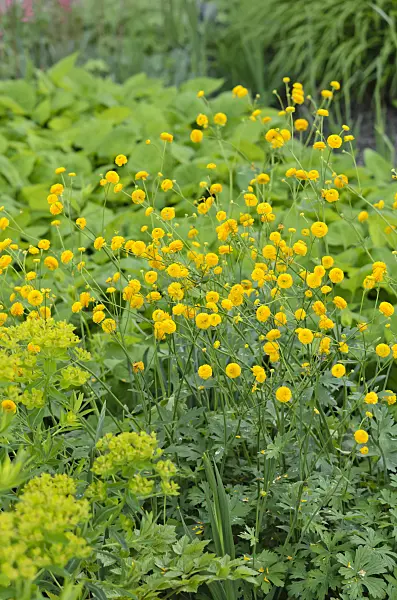 520344 - Meadow buttercup (Ranunculus acris 'Multiplex')