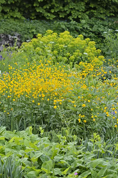 520346 - Meadow buttercup (Ranunculus acris 'Multiplex')