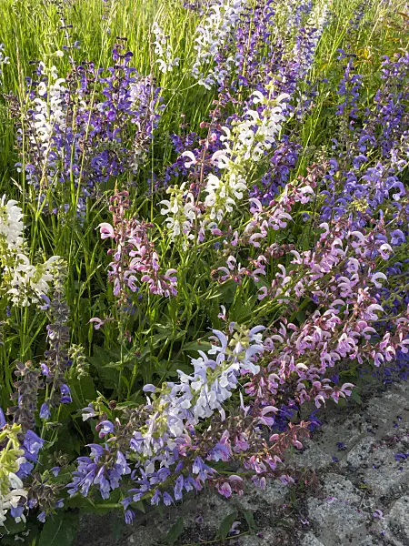 401208 - Meadow clary (Salvia pratensis)