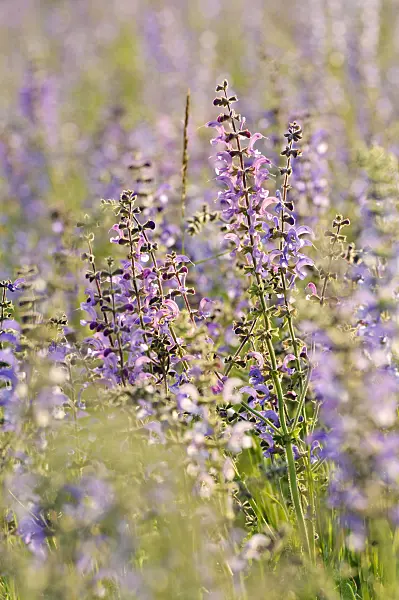 472088 - Meadow clary (Salvia pratensis)