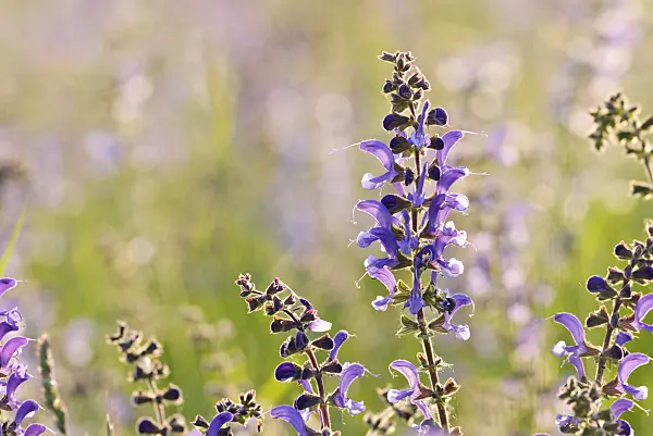 472089 - Meadow clary (Salvia pratensis)