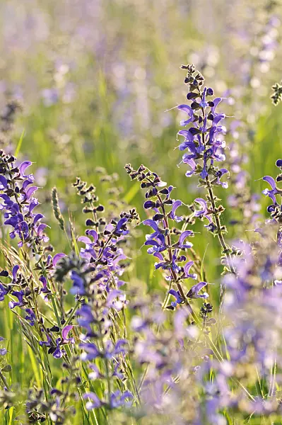 472090 - Meadow clary (Salvia pratensis)