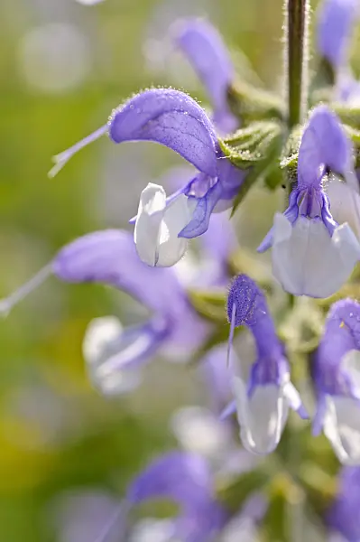 472267 - Meadow clary (Salvia pratensis)