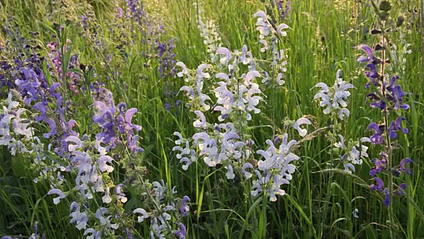 496244 - Meadow clary (Salvia pratensis)
