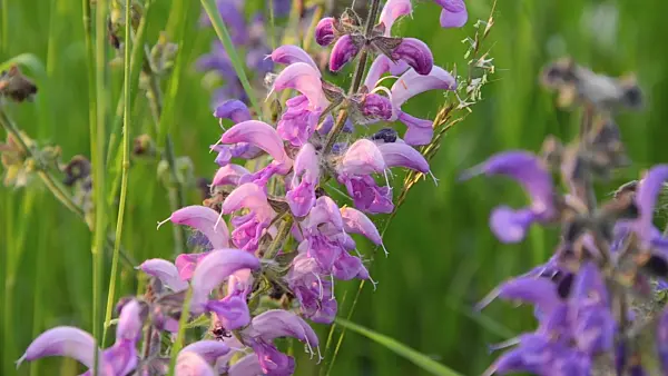 496245 - Meadow clary (Salvia pratensis)