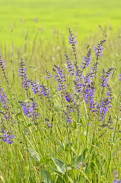 545037 - Meadow clary (Salvia pratensis)