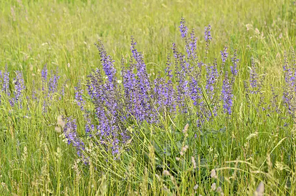 545038 - Meadow clary (Salvia pratensis)