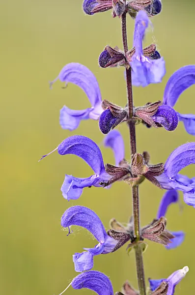 545039 - Meadow clary (Salvia pratensis)
