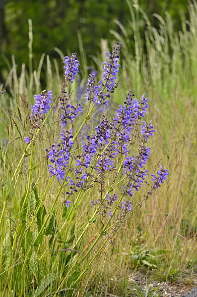 545040 - Meadow clary (Salvia pratensis)