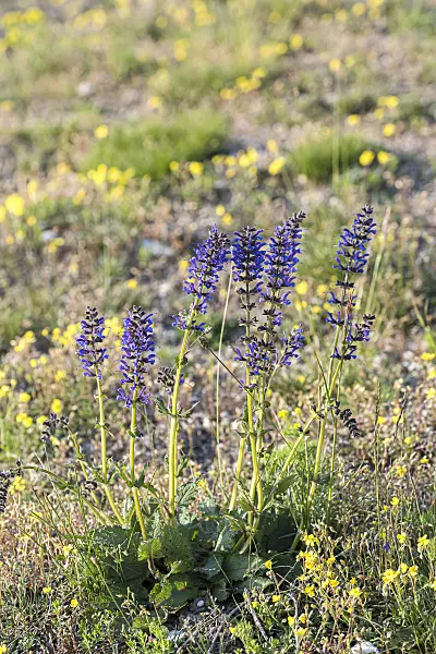 651508 - Meadow clary (Salvia pratensis)