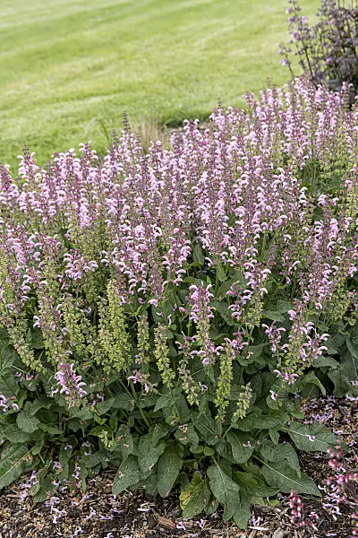 607202 - Meadow clary (Salvia pratensis 'Fashionista Ballerina Pink')