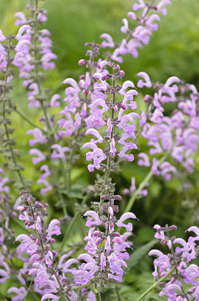 508103 - Meadow clary (Salvia pratensis 'Pink Delight')