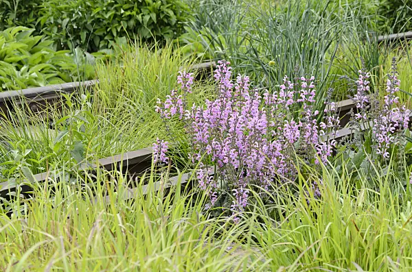 508105 - Meadow clary (Salvia pratensis 'Pink Delight') on a shut down elevated railway, High Line, New York, USA