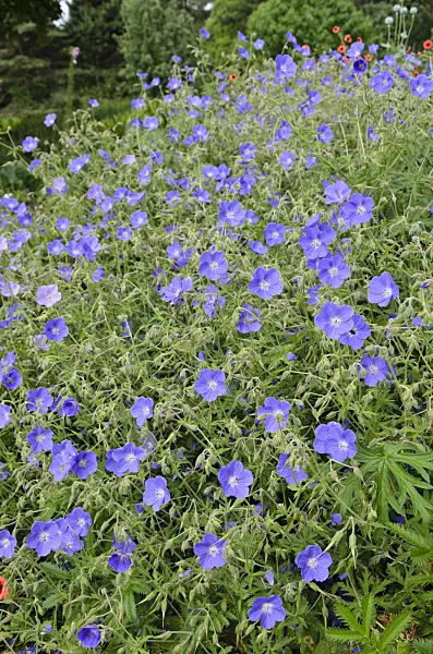 521427 - Meadow cranesbill (Geranium pratense)