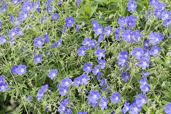 651293 - Meadow cranesbill (Geranium pratense 'Brookside')