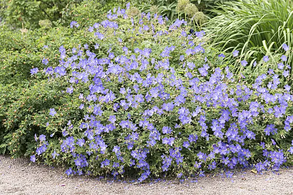 651294 - Meadow cranesbill (Geranium pratense 'Brookside')