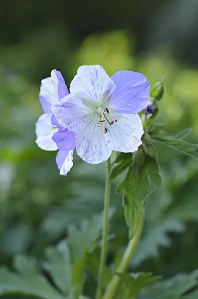 496273 - Meadow cranesbill (Geranium pratense 'Splish Splash')