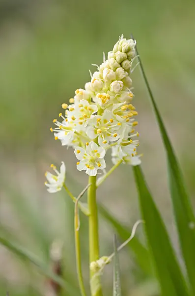 508394 - Meadow deathcamas (Zigadenus venenosus syn. Toxicoscordion venenosum)