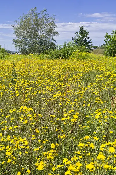 559120 - Meadow hawkweed (Hieracium caespitosum syn. Pilosella caespitosa)