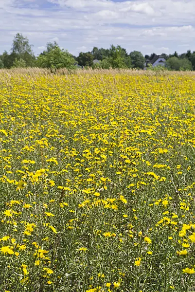 559121 - Meadow hawkweed (Hieracium caespitosum syn. Pilosella caespitosa)