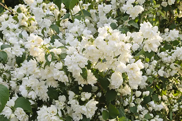 473051 - Meadow phlox (Phlox maculata)
