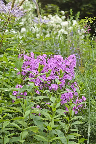 486096 - Meadow phlox (Phlox maculata 'Alpha')
