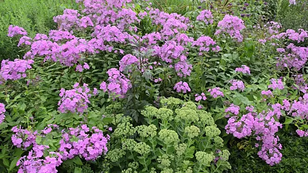 498258 - Meadow phlox (Phlox maculata 'Alpha')