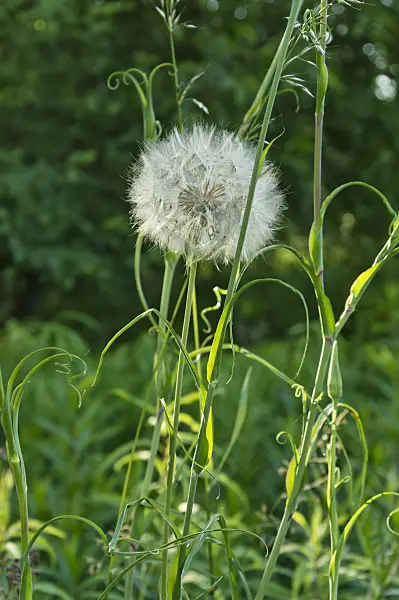 509052 - Meadow salsify (Tragopogon pratensis)