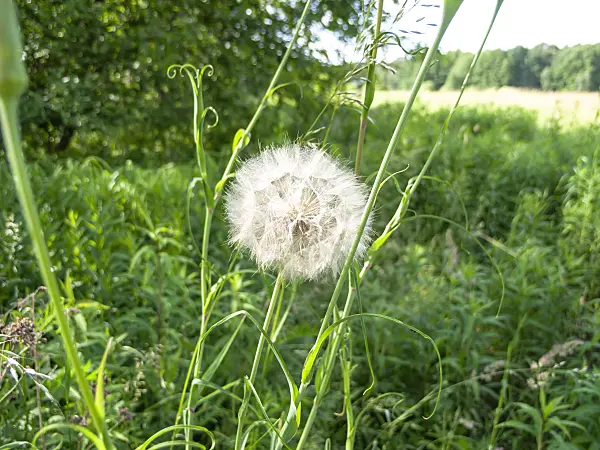 509211 - Meadow salsify (Tragopogon pratensis)